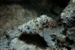 20020606_2_Shaab_Sheer_0041